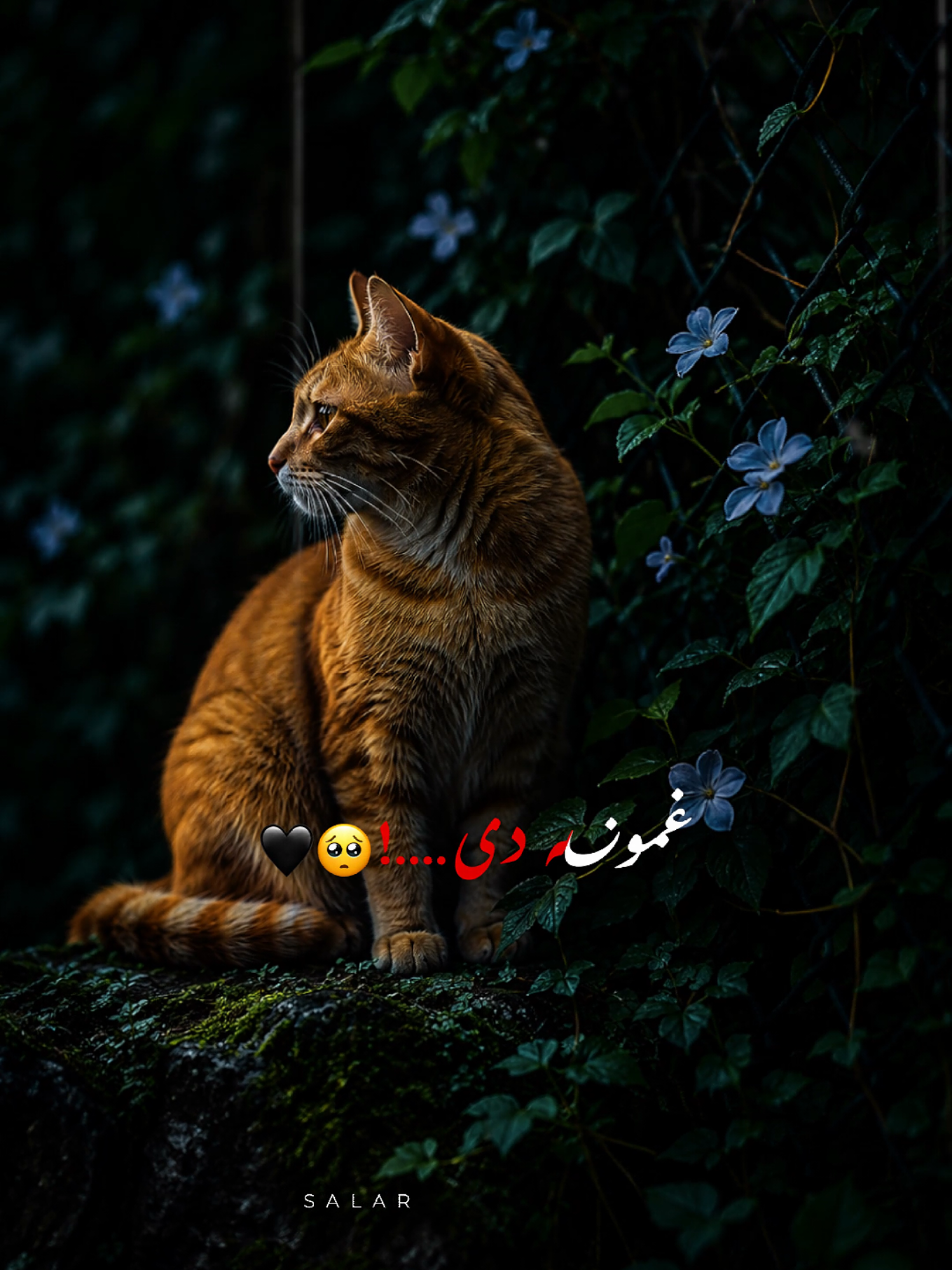 #CapCut غمونه دی او زه یم🥲🌸#تمپلیت_جدید #رپ_پشتو_رپ_فارسی_اهنگ_افغانی_اهنگ_پشتو_اهنگ_فارسی_اهنگ_عاشقانه #creatorsearchinsights #oo__3salar_afg 