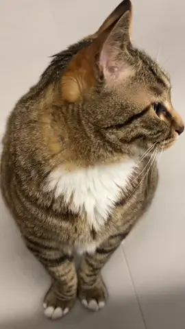 Gak nyangka kucing ini tetap elegan pakai sarung tangan, penasaran apa yang dipikirinnya? #FYP #ViralIndonesia #KucingBintik #EkspresiKucing #KucingGagah Source by : 绝世好猫大狸花 (80109779928) |