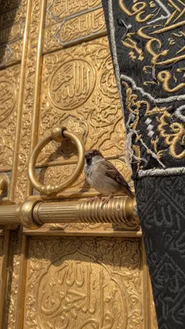 SubhanAllah! A little bird perching on the golden Door of Kaaba 🕋🕊️ #BabAlKaaba #Kaaba #Makkah #Mecca #MasjidAlHaram