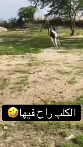 #حايل 