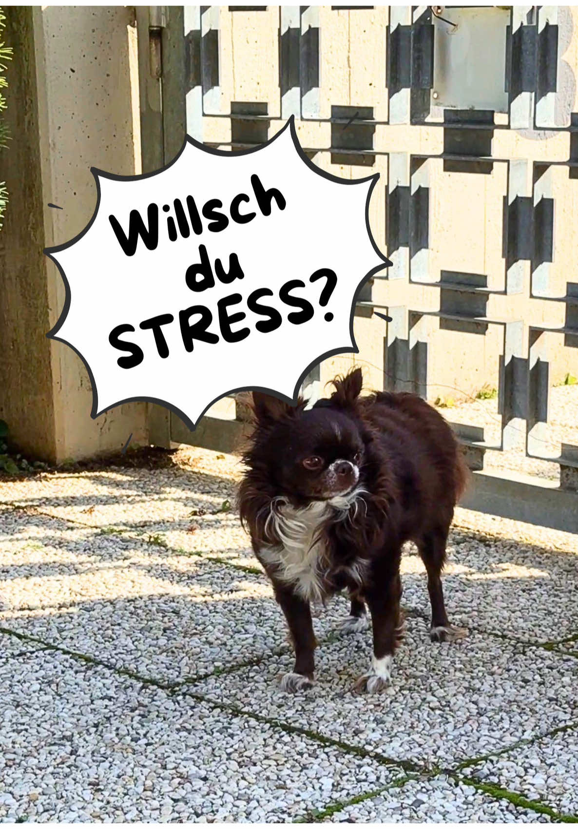 Willsch du Stress? Ich nehm meinen Job ernscht. Egal ob Jogger, Rentner, Autos, Hubde, Katzen, Blätter… I kläff älle weg. #comedy #stressless #job #funnydog #fyp 