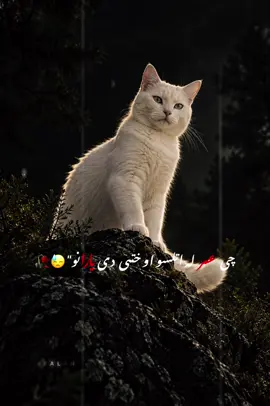 #CapCut Hu sir 🤚💔#تمپليت_جدید  🖤😓#تمپليت_جدید #رپ_پشتو رپ_فارسی اهنګ_پشتو اهنک_افغانی  اهنک_ایران_غمگین_غاشقان creatorsearchinsights #oo__3salar_afg 