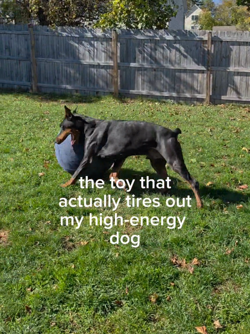 this wears him out in 15 minutes! #dogsoftiktok #tiktokshopblackfriday #doberman #dogtoy ##herdingball 