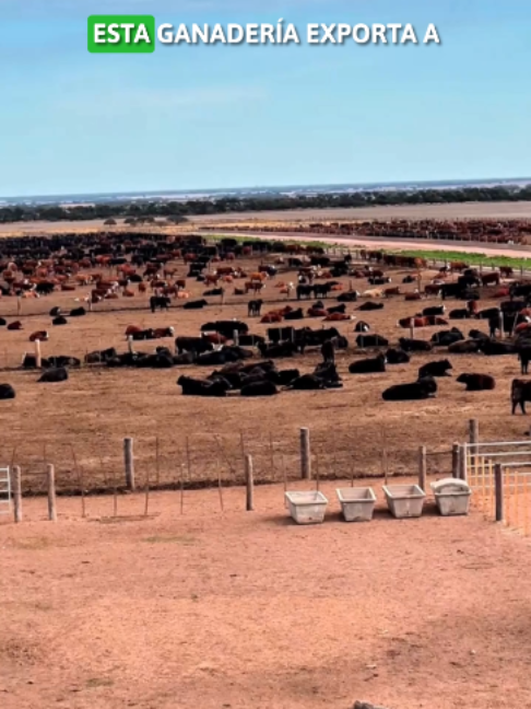 GANADERIA CON INTEGRACION VERTICAL Con presencia internacional en más de 11 países, esta empresa destaca por su modelo de Integración Vertical Total. Su riguroso esquema operativo cubre desde la crianza de becerros de la selecta raza Limousin, su nutrición y engorda de alto nivel, hasta la distribución de cortes de calidad Prime y Choice. A través de este sistema integral, Ganadería Revuelta prioriza la excelencia y la consistencia en toda su cadena de valor, garantizando alimentos confiables y de estándares mundiales para el mercado. 🐮​🐂​🌾​  #ganado #ganaderia #ganaderia🐂🐎 #vertical #limousine #choice #prime #agro #agronomia #agropecuaria #mexico #toro #vaca #comercio