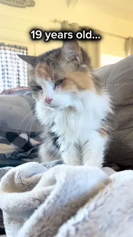 19 years old and still working overtime at the biscuit factory. 🥹🐾❤️ Some things never change, no matter how old you get. My sweet Puffy is proof. 🥰 #SeniorCat #CatTok #MakingBiscuits #CatsOfTikTok #19YearOldCat