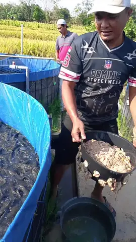 #catfish farming