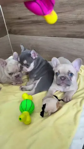 BARCELONA, ¡TU PRÓXIMO PEQUEÑO COMPAÑERO PUEDE ESTAR AQUÍ! 🐾🌸 ¡Imagina volver a casa con esos oídos adorables, una personalidad juguetona y una carita que hace que cada día sea más brillante! 🥹❤️ Nuestros cachorros Bulldog Francés están buscando familias cariñosas y comprometidas que les den el amor, la atención y el cuidado de por vida que merecen. 🏡 ¿Podría tu hogar ser su hogar para siempre? 📍 Barcelona, España 🇪🇸 📩 Envía un mensaje para obtener detalles sobre los cachorros y el proceso de reubicación. #FrenchieBarcelona #FrenchBulldogPuppies #BarcelonaPets #CachorrosBarcelona #BulldogFrancesEspaña 
