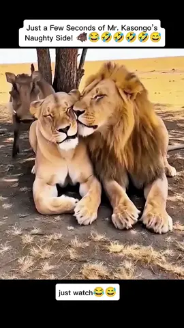 Just a Few Seconds of Mr. Kasongo’s Naughty Side! 🐗😂🤣🤣🤣🤣🤣#FunnyAnimals #AnimalComedy #KingKasongo #FunnyWildlife #TikTokUSA #ViralAnimals #FYP 
