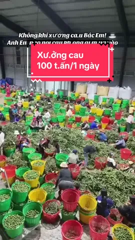 Cau#cautraidai #cautuquy #cauxuatkhau #caugiong #nhavuonquangnam 