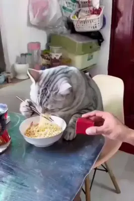 #粉丝一千万 #cat #funnyvideos #foryou #fypシ゚viral 