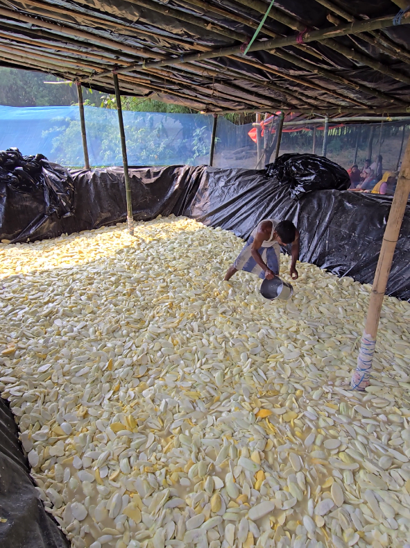 Traditional Mango Pickle Making Process #for #viral #fyp #foryoupage❤️❤️ 