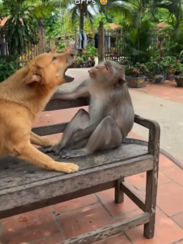 This Monkey and Dog Are Actually Besties 😭🐒 Bro really treats this dog like his personal pillow AND best friend 😂 #Monkey #dogsoftiktok #AnimalFriends #CuteAnimals #FYP #viral
