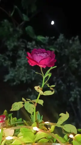 رات آ نگن میں چاند اترا تھا تم ملے تھے کہ خواب دیکھا تھا  🖤✨