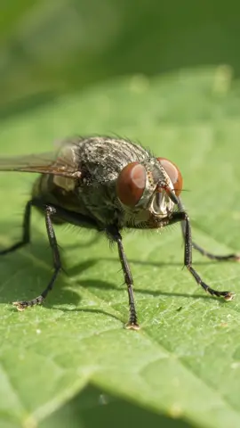 Cuando te despiertas un lunes y necesitas activar el modo persona a la fuerza 🪰✨ (Literalmente, la rutina de limpieza más top de la naturaleza). #NaturalezaEnTikTok #MacroVideo #Insectos #Curiosidades #HumorNatural 