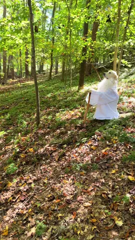 Wise Wizard of the Forest 