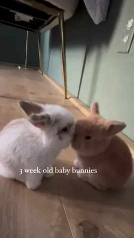 They are so cute 🥰 🥰 🥰  #bunny #rabbit #bunnies #fyp #viral 