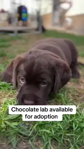 Our sweet Labrador Retriever puppies are being raised with love in a clean, caring environment. They are playful, affectionate, and well-socialized—perfect for families or individuals looking for a loyal companion. ✨ Details • Vet checked & up to date on age-appropriate vaccines • Eating solid food • Friendly, calm, and healthy#labrador  #labradorpuppylove  #PetsOfTikTok  #petlover  #labradorretriever