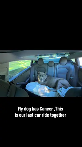 My last car ride with Hades #petloss #PetsOfTikTok #dogheaven #grief 