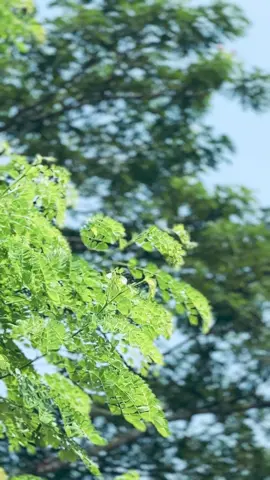 Sad Bg + Cinematic☘️  #foryou #foryoupage #viral #copylink #sad 