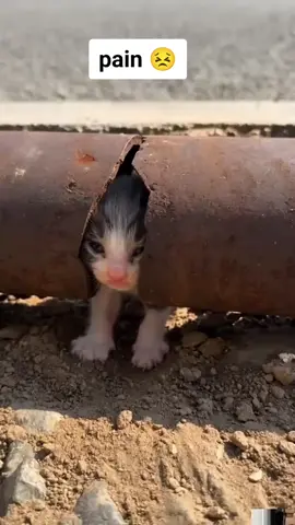 poor kitty #disablecats #poorkitty #cats #fyp #foryoupage 