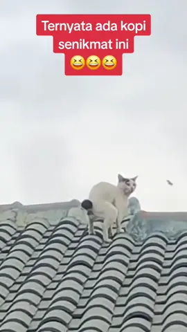 Kopi Telek kucing #humor #komedi #lucu #videoviral #viraltiktok 