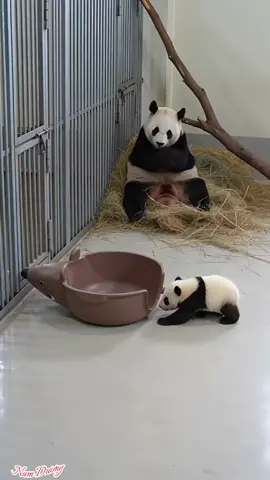 Cute Panda #namduong #xuhuong #fyn 