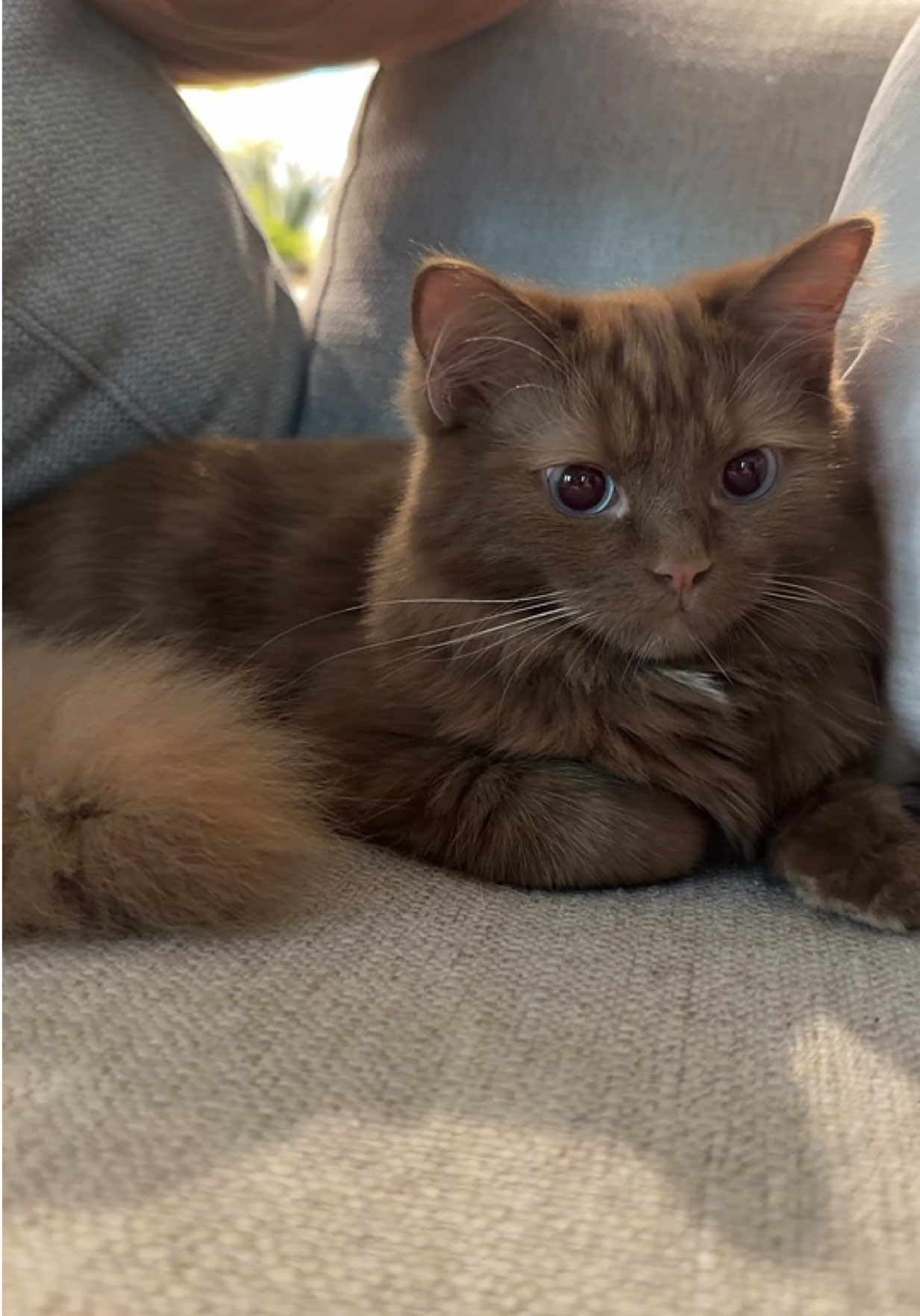 so which brands want to sponsor my handsome boy  #cherubimragdoll #browncat #cutecat #kitten #catvideo 