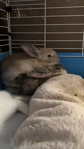 Bunnies just don’t care lol #fypシ #meme #bunny #pet #baby 