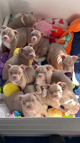 Hello everyone our puppies are looking for Lovely homes Dm if interested thanks 🏡#Pitbull #PitbullsOfTikTok #PitbullLove #PitbullLife #petlover