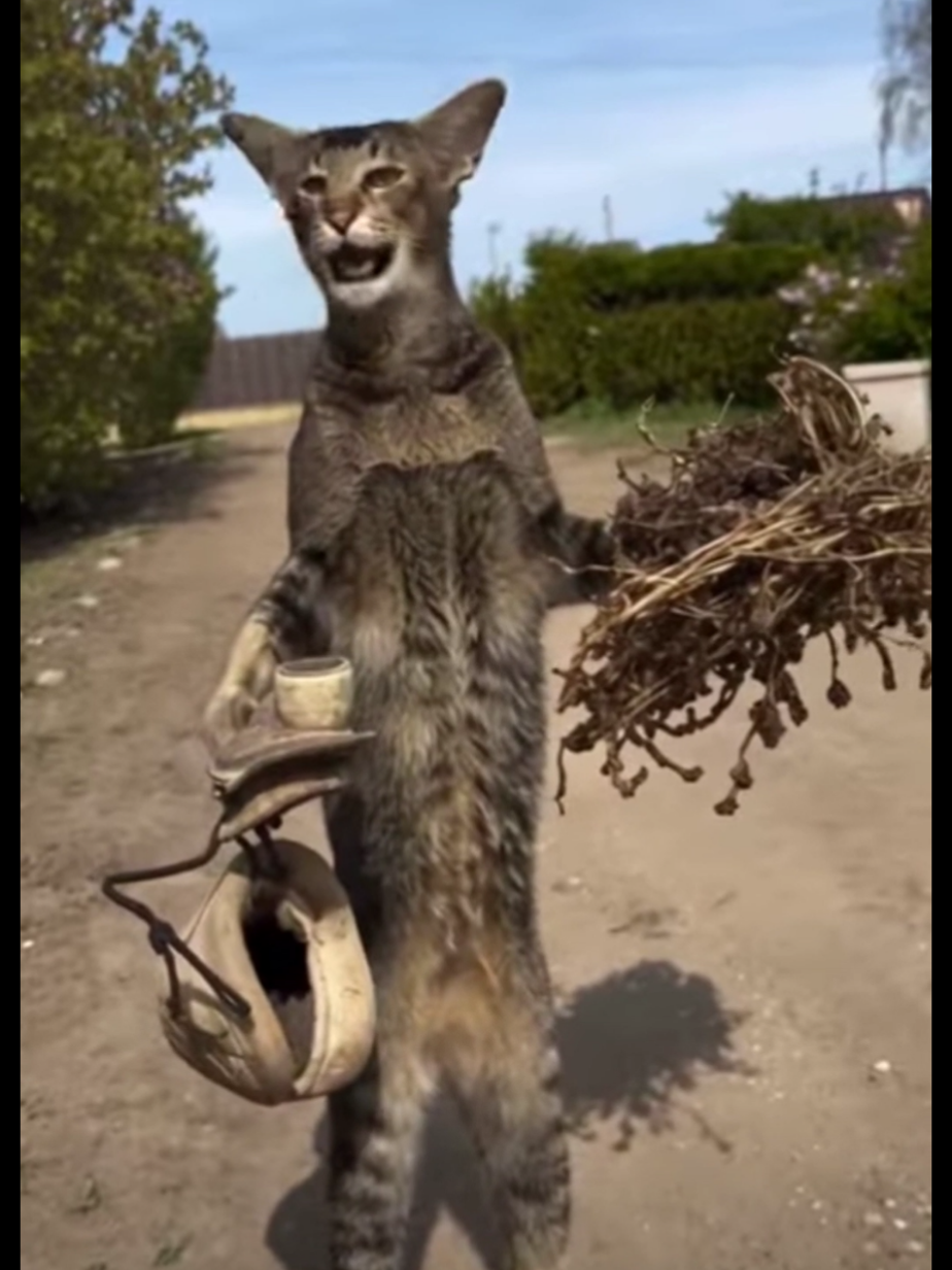 Валера как всегда.#коты #приколыскотами #смешныекоты #веселыекотики #cats 