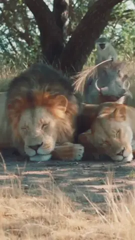 #viralvideo #wildlife #warthog #funny #ai 