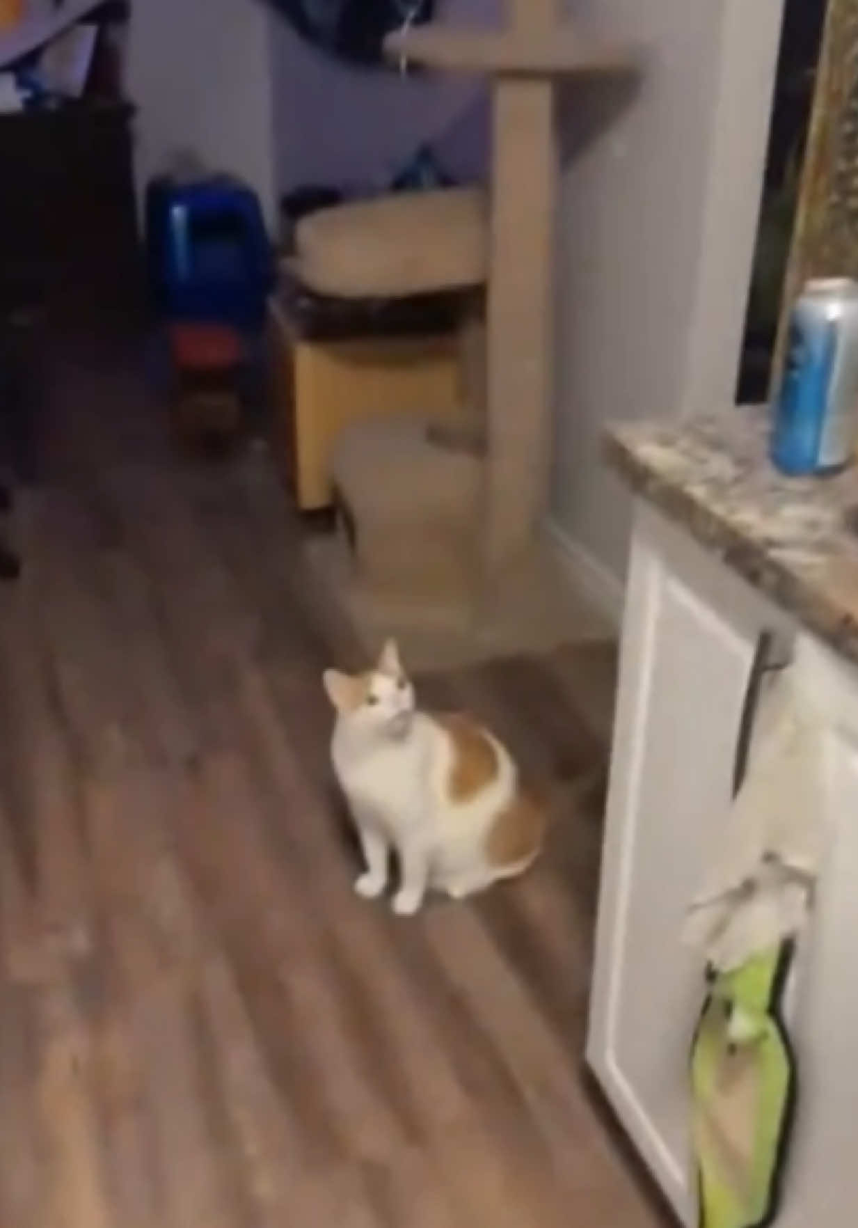 Very Dramatic Cats 😂🐈 #catsoftiktok #funnycats #cutecat #funnyanimals #cat