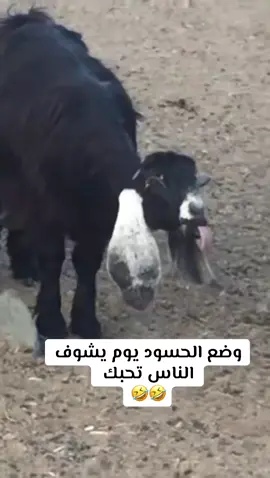 #اكسبلورexplore_فولو_لايك_تيك_توك😘🥀🖤 #الشعب_الصيني_ماله_حل😂😂🙋🏻‍♂️ 