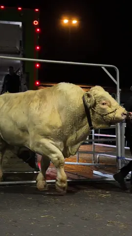 #livestock #charolais #foryoupage #foryou #fördig 