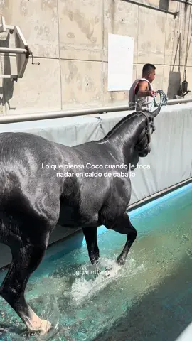 #cocolococaballo #umamusume #caballo #hipodromodelasamericas #viralvideo 