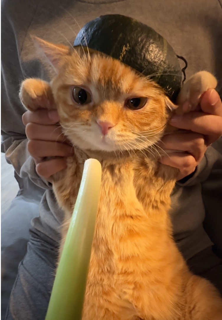 Keep fighting. Nap later. 😼 #creatorsearchinsights #catcutefunny #cute