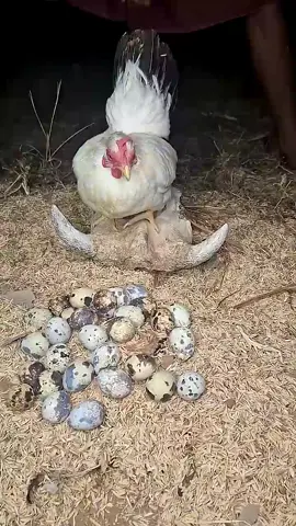 😱🐣 Something Unexpected Is Hiding Behind the Chicken’s Egg! 👀🐾 What Animal Could It Be? Watch Until the End! #Trending #ViralShorts #Animals #Nature #shortvideos 