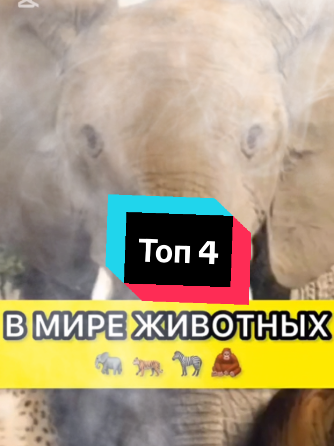 Подписку и Лайк ❤️  #джавид #озвучка #джавидозвучка #озвучкаотджавида #юмор 