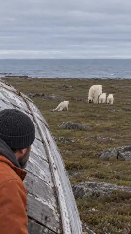 A man on the Hudson Bay coast watched a polar bear mother walk away from her weakest cub on the tundra. What happened over the next year changed both of their lives forever.#AnimalFriends #AnimalRescue #Wildliferescue 
