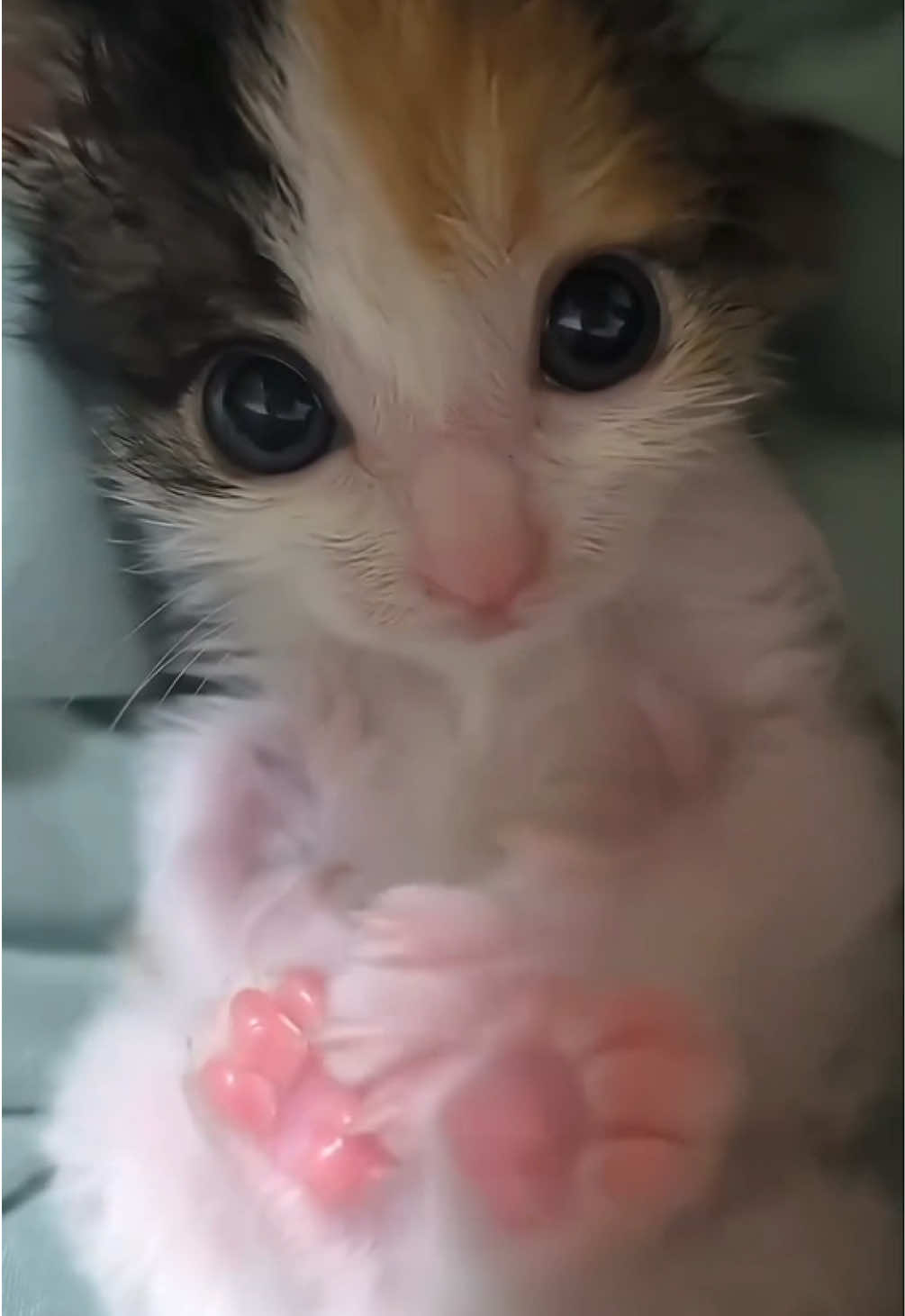 so cute #catsoftiktok #fyp #kitten #foryou #cutecat 