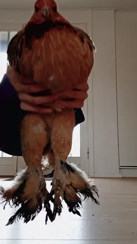yoyo the dancing chicken #fyp #chicken #viral #dance #dancingchicken 