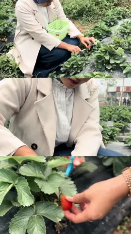 petikpetik strawberry 🍓 di alahan panjang, sumatera barat 