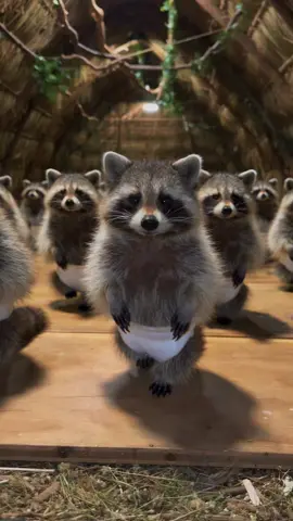 Baby raccoons dancing to the big summer hit 