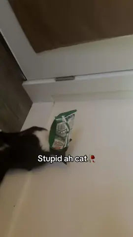 And I tried helping him and he wouldn’t let me .. #fypシ #funny #catsoftiktok #stupidcat #fypシ゚viral 