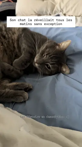 On m’a contactée pour une communication animale avec un chat 🐈  Une minette toute douce, très sympa, avec son petit trait de caractère bien à elle 🌸  À un moment de la communication, sa gardienne voulait que je lui demande, pourquoi, tous les matins elle vient la réveiller ? ⏰ Alors à ce moment là, la minette me montre qu’elle monte sur sa gardienne.  Si jamais la porte est fermée, elle gratte à la porte.  Il y avait une excellente raison derrière ce comportement ✨ Elle me montre qu’elle est assez fière d’elle en plus puis elle m’explique  « Je sais qu’elle n’aime pas. » Elle m’envoie le mot déprime avec une sensation de lourdeur 🫩  Puis elle me parle de sa gardienne  « Elle a eu une période, dans le passé, où, ça n’allait pas de trop.  Elle aurait passée tout son temps au lit, à broyer du noir. »  Elle m’explique que sa gardienne va mieux maintenant 🌈 « Même si ça va mieux depuis, je préfères qu’elle se lève.  Qu’elle s’active, être sûr qu’elle ne se laisse pas aller. Qu’elle voit que chaque jours est différent Puis, qu’on est là, qu’on a besoin d’elle.  Je prend soin d’elle à ma manière. Je sais que des fois ça l’agace.  Je n’ai jamais compris pourquoi, ça n’a rien de méchant. »  J’ai pu expliquer à la louloute que sa gardienne ne savait pas que c’était pour cette raison 🌸  Et toi, il y a des comportements chez ton animal que tu n’expliques pas ? Tu penses qu’il peuvent être liés à toi, à ton bien être ? 😁  @oria.nimal communication animale & praticienne reiki 🐾  #communicationanimale #chat #accompagnementhumainanimal #ca #fyp 