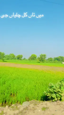 New song #virelmyvideo#terding my video@حسیب ❤️‍🩹 @ATIF KHAN #fyp#fyp#fyp