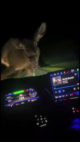 KI 🫡 #fyp #relatable #viral #deer #fy 