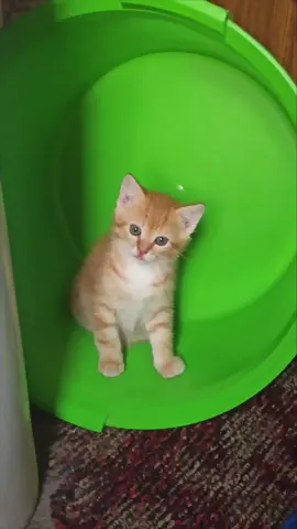 лёва вырос директором птицефабрики#котлёва #коты #котики 