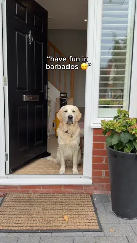 could never leave him behind 🥹 ✈️  #goldenretriever #goldenretrieversoftiktok #relocatingabroad #barbados 