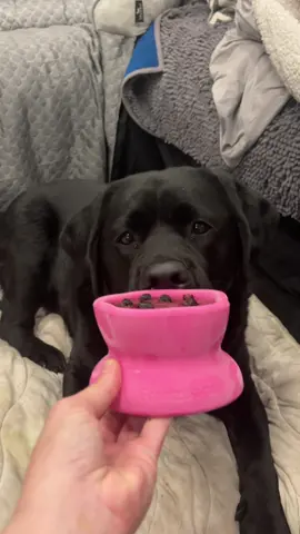 The Flower cup is one of my absolute favorites for Mavie and enrichment time! @Freezbone #dogsoftiktok #dogs #dogmom #dogenrichment #freezbone 